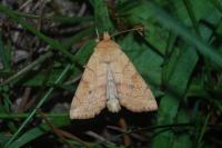 Enargia paleacea
