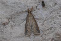 Schoenobius gigantella