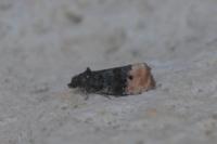 Metendothenia atropunctana