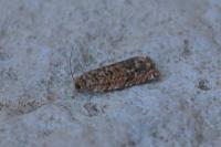 Gypsonoma minutana
