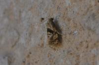 Phalonidia manniana