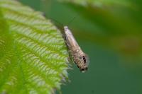 Glyphipterix thrasonella