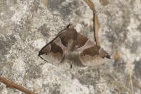 Dysgonia algira