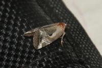 Elaphria venustula