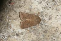 Hoplodrina octogenaria