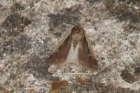 Ochropleura plecta