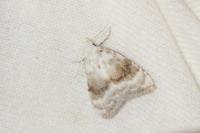 Meganola albula
