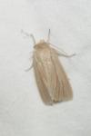 Mythimna impura