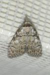Meganola strigula