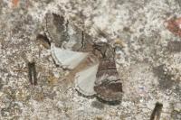 Drymonia querna