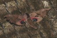 Smerinthus ocellatus