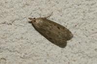 Aphomia sociella
