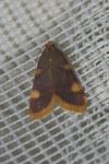Hypsopygia costalis