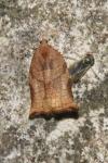 Archips podana