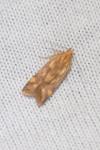 Mirificarma flavella