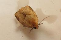 Clepsis rurinana