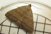 Herminia tarsicrinalis