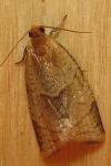 Clepsis rurinana