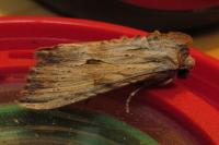 Apamea lithoxylaea