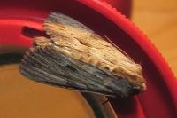 Apamea lithoxylaea