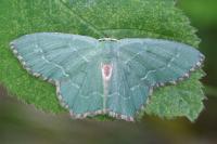 Hemithea aestivaria