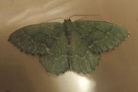 Hemithea aestivaria
