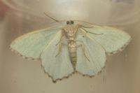 Hemithea aestivaria