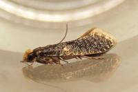 Monopis laevigella