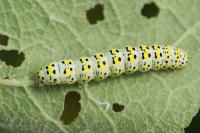 Cucullia verbasci