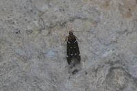 Argolamprotes micella