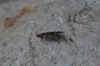Argolamprotes micella