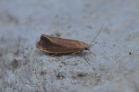 Orthotelia sparganella