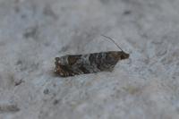Ancylis achatana
