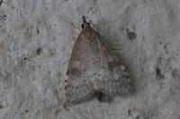 Udea prunalis