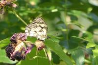 Melanargia galathea
