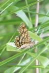 Chiasmia clathrata