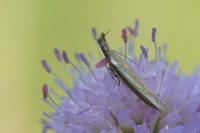 Pleurota aristella
