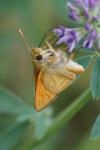 Ochlodes sylvanus