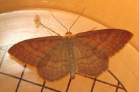 Idaea ochrata