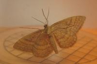 Idaea ochrata