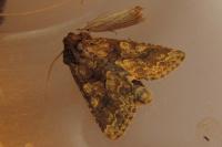 Conisania luteago
