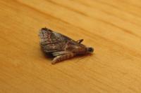 Acrobasis marmorea
