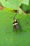 Dasycera oliviella