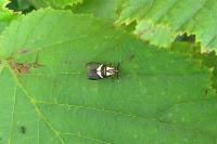 Dasycera oliviella