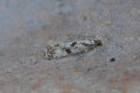 Nemapogon variatellus