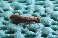 Tinea pellionella