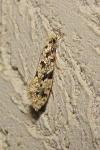 Nemapogon variatellus