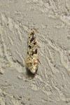 Nemapogon variatellus