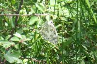 Melanargia galathea