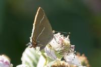 Satyrium w-album